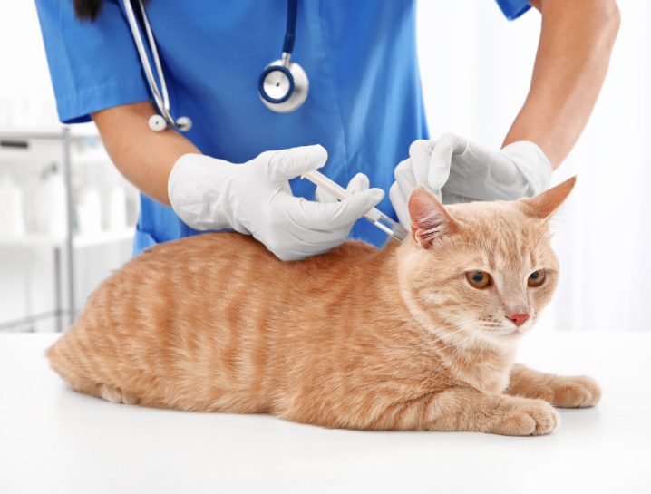 Cat Getting Vaccination