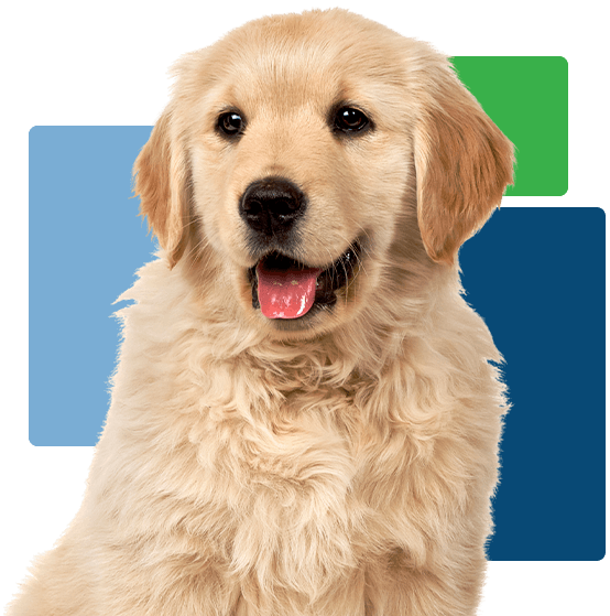 Happy Golden Retriever Puppy With Colored Squares Happy Golden Retriever Puppy With Colored Squares