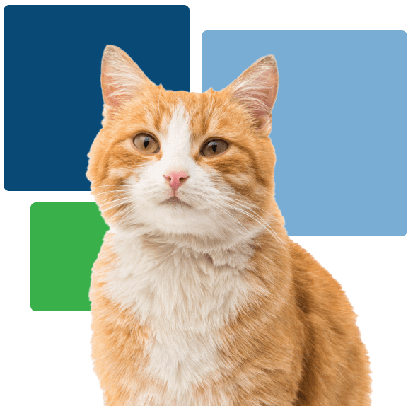 Orange Cat With Colored Boxes Behind Orange Cat With Colored Boxes Behind