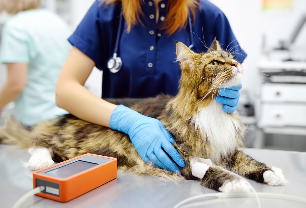 Cat Testing Blood Pressure