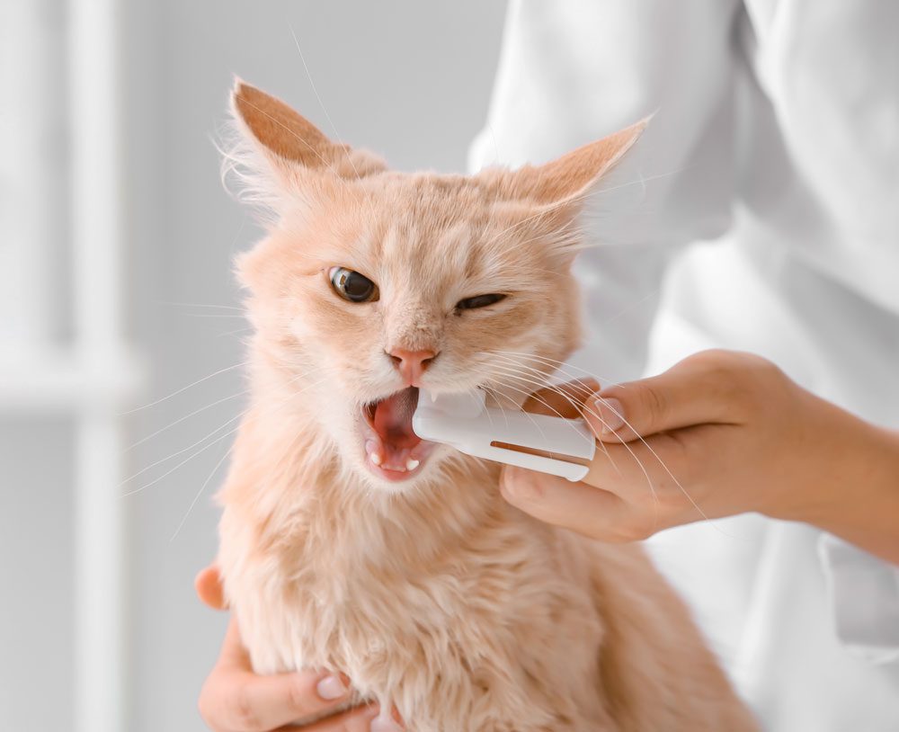 Cat Getting Teeth Brushed By Vet