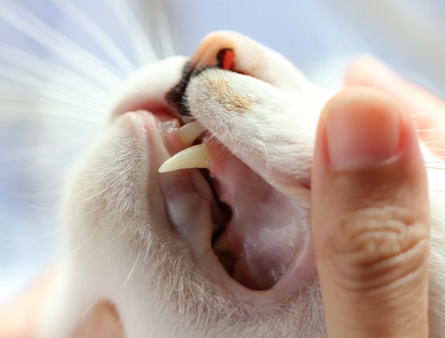 Vet Showing Cat Tooth