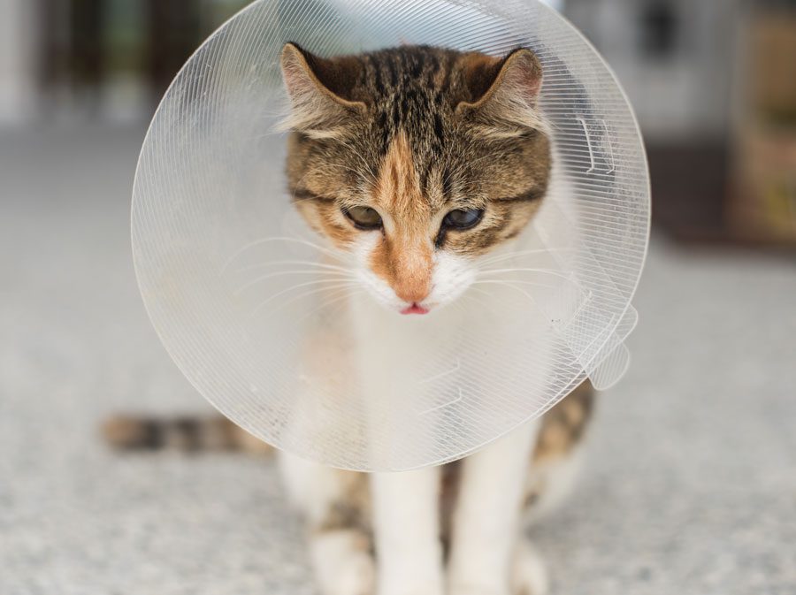 Cat With Cone After Surgery