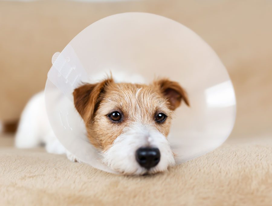 Dog With Cone After Surgery