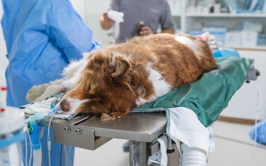Dog Under Lying On Table For Surgery