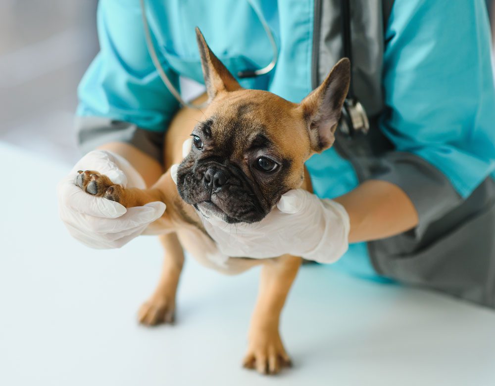 Vet Checking On Dog With Injured Paw