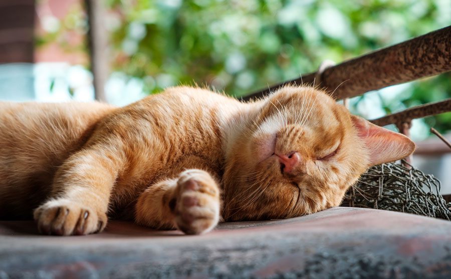 Happy Cat Lying On Patio