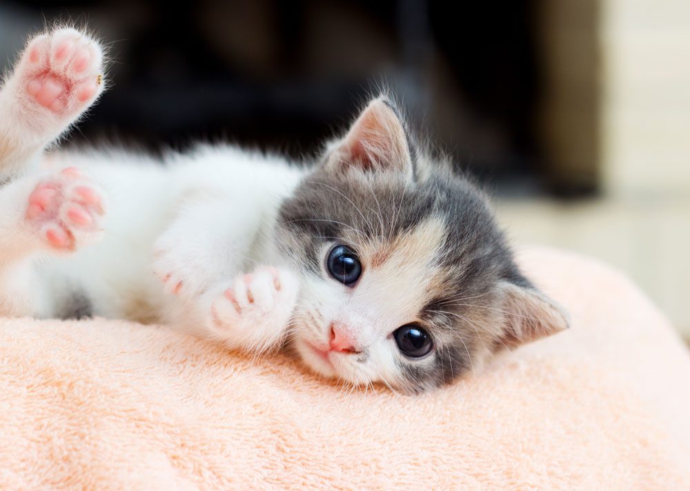 Kitten Lying On Blanket