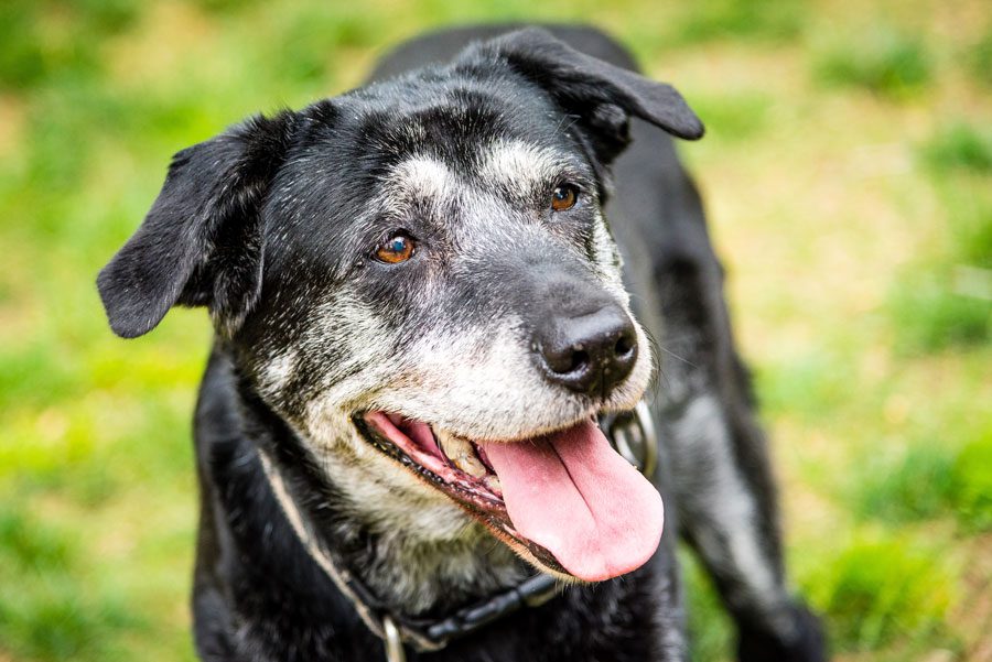 Old Dog On Grass