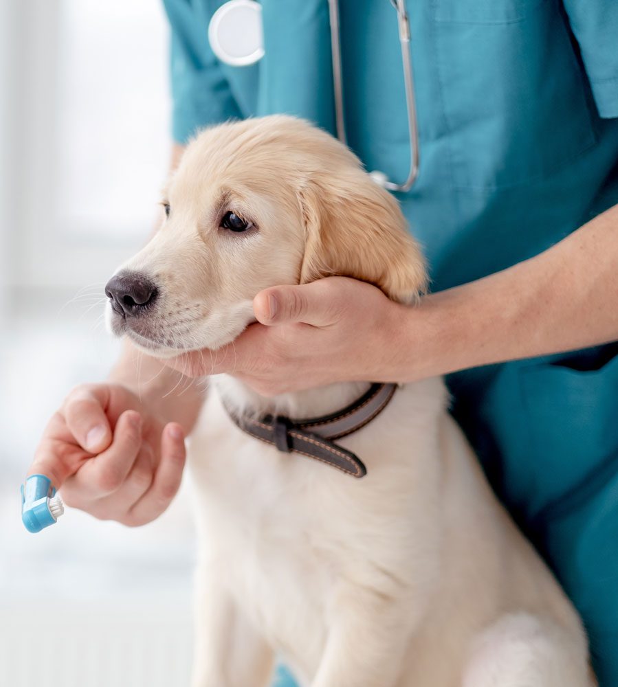 Retriever Pup Teeth Cleaning At Vet