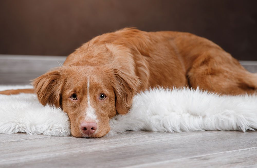 Sad Dog Lying On Rug