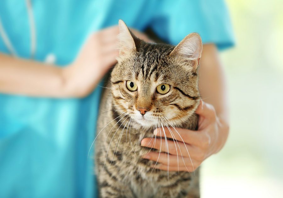 Vet Checking Cat At Clinic
