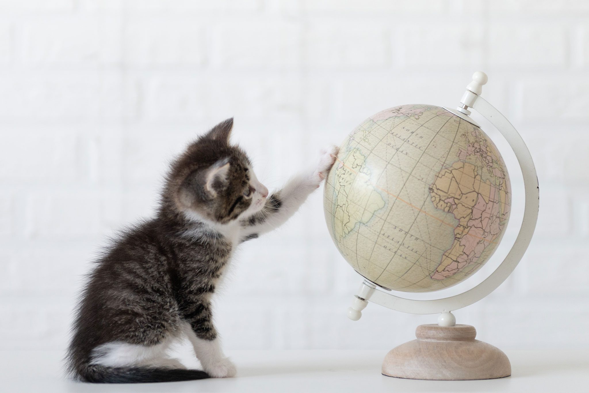 fluffy grey and white kitten playing with globe on table fluffy grey and white kitten playing with globe on table