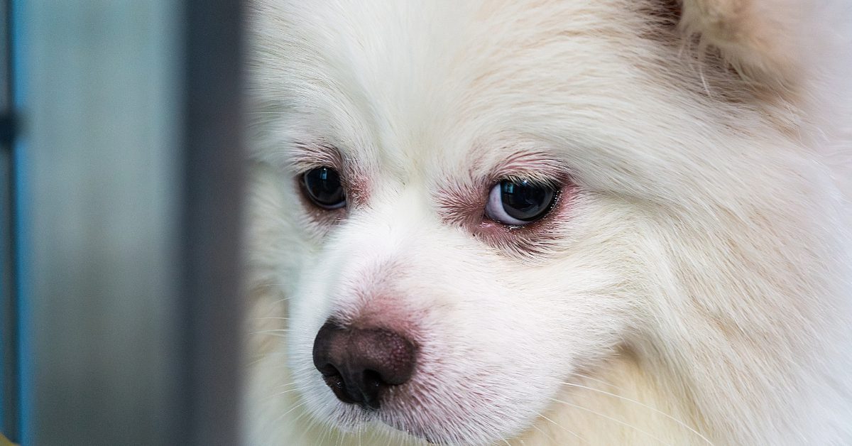 small white fluffy dog with red eyes and red nose due to allergies or infection