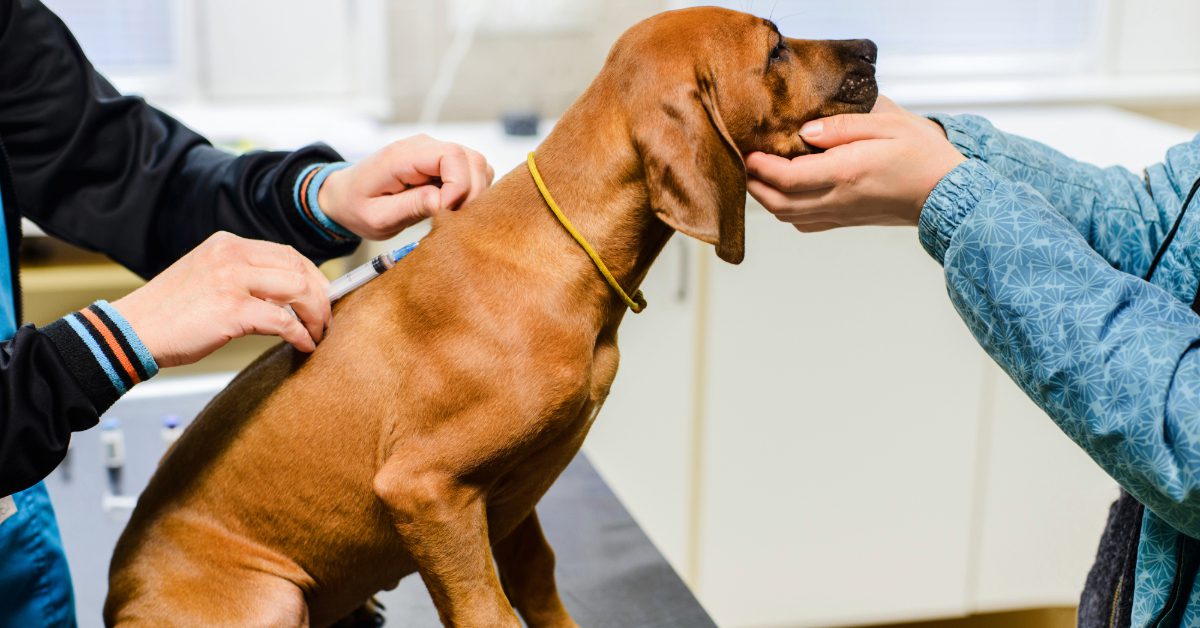 rhodesian ridgeback puppy receiving vaccines