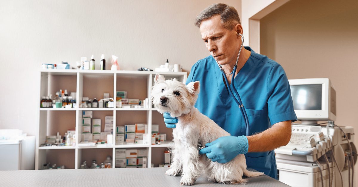 male vet listening to small white dog's breathing at the clinic