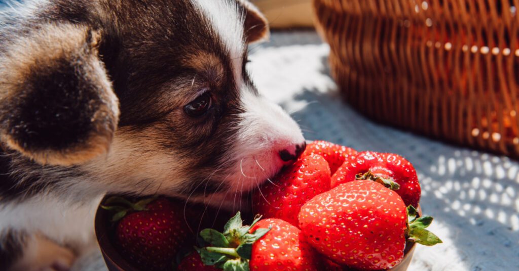 puppy sniffing strawberries outside