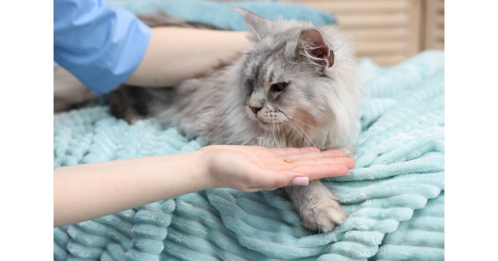 Owner offering gray cat a pill