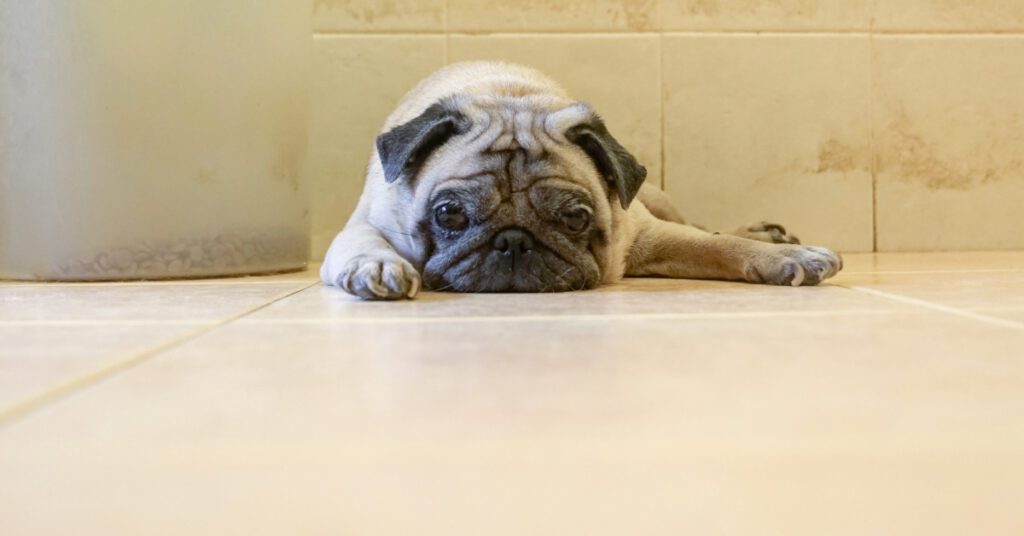 lethargic pug dog as one of the signs your dog has worms