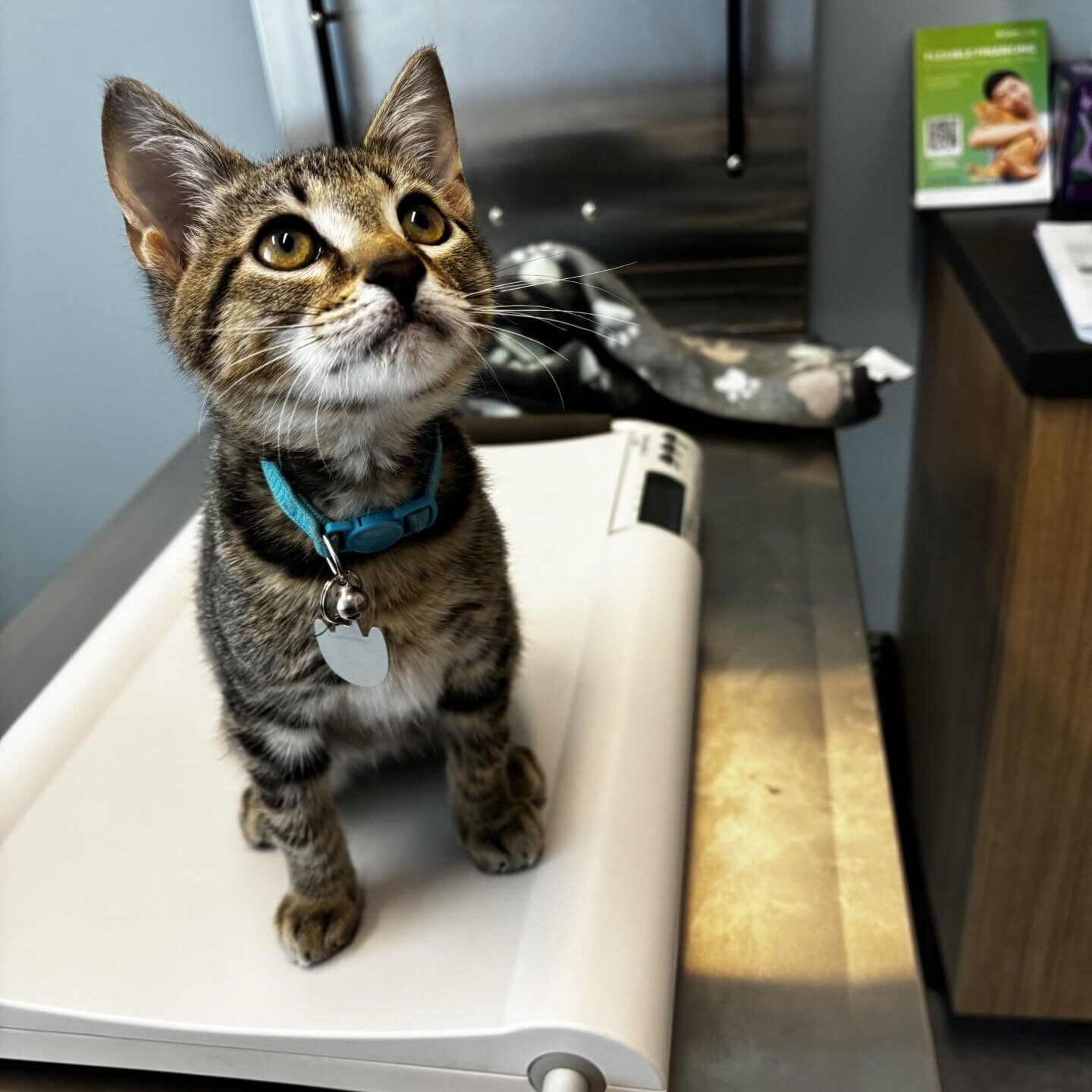 Cat On Scale