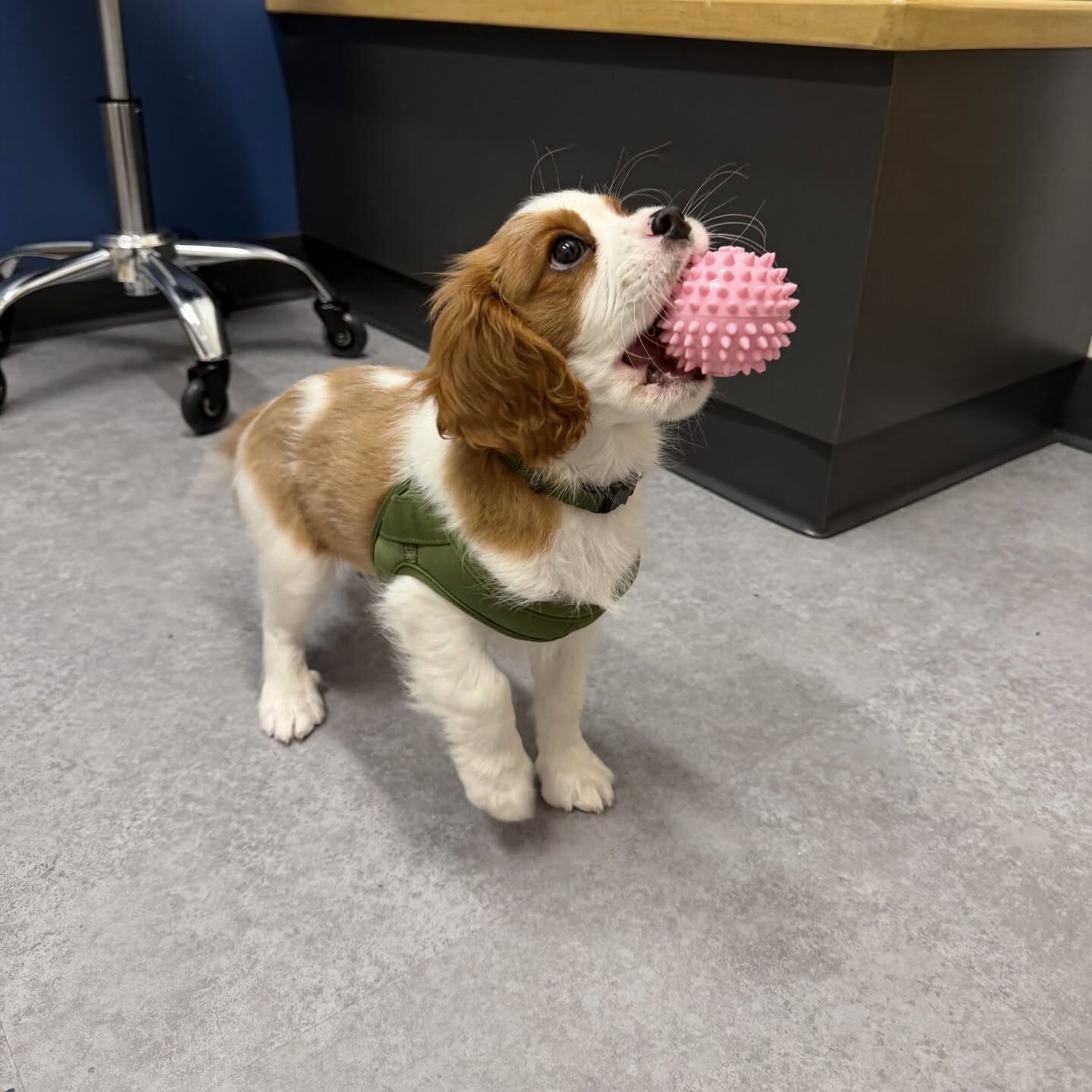 Puppy And Ball