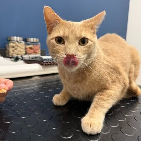 Yellow Cat With Tongue